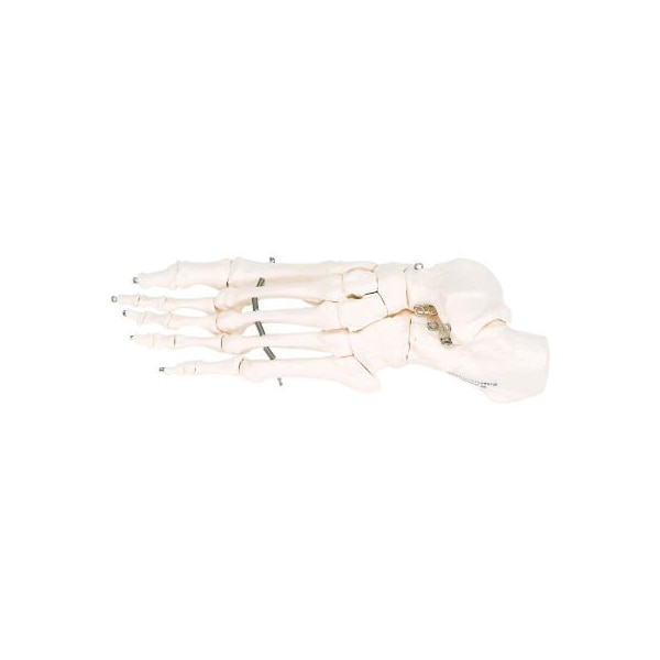 3B Anatomical Model - Loose Bones, Foot Skeleton, Left